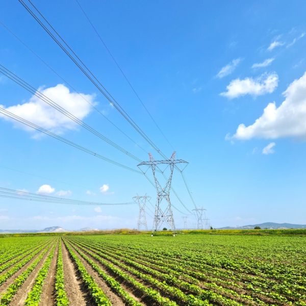 A farming crop with a transmission tower in the background